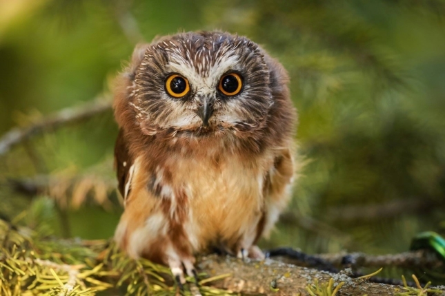 Northern Saw-whet Owl BBO