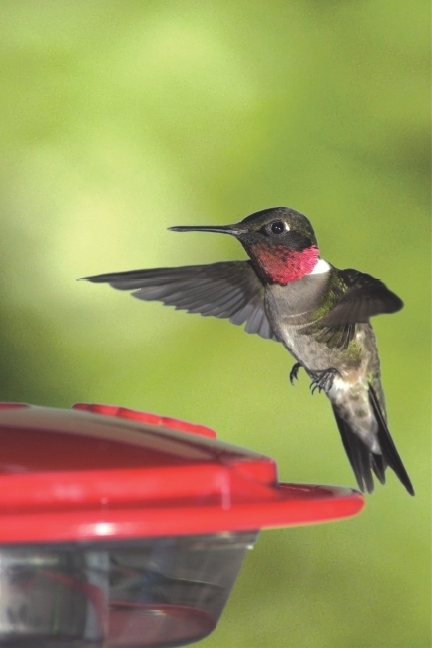 Ruby-throated Hummingbird