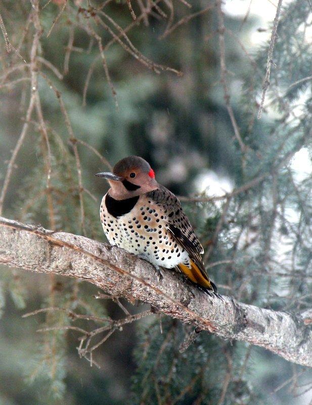 Yellow-shafted Flicker