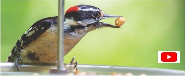 Video Birds Eating Bark Butter Bits
