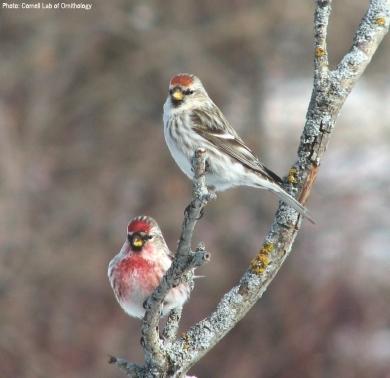 Wild Birds Unlimited - Nature Shop