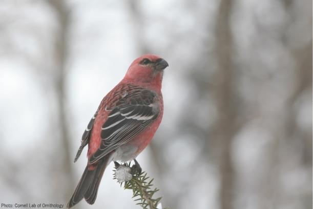 pine grosbeak