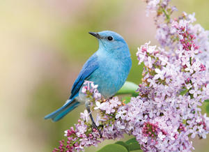 How to Identify a Mountain Bluebird - Birds and Blooms