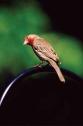 House Finch c